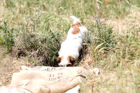 IMG_4341 (2)