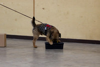 Border Terrier 2