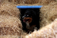 7/22/23-7/23/23 Valley Dog Sports Barn Hunt Trial