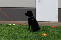 2023 Portuguese Water Dog National