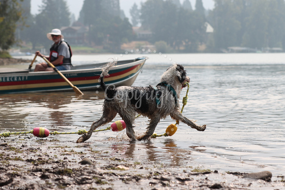 2023 Portuguese Water Dog National