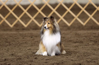 6/8-9/24 EDOC Obedience/Rally Trials