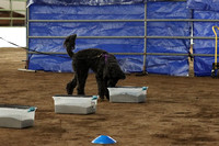 Portuguese Water Dog 2