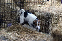 2/9/24-2/11/24 Springhill's Rat Pack Barn Hunt Trial