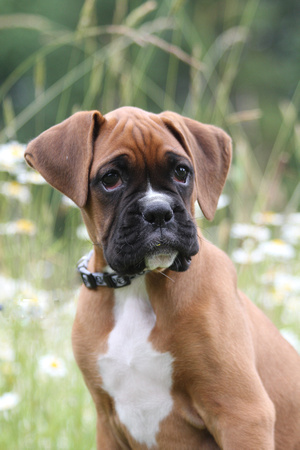 Boxer puppy, portrait session