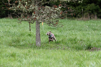 IMG_7697a