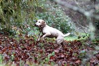 3/23-24/24 NASDA Trials @ Canine Training Adventures