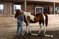 Chestnut Tobiano