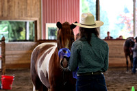 Chestnut Tobiano +