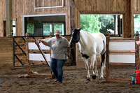 Black Tobiano