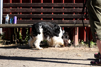7/12-14/24 Springhill Stables NASDA Trial