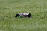 10/20-21/23 Springhill's Stables NASDA Trial