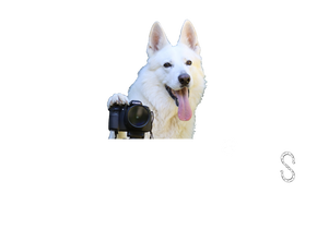 KL Pet Prints